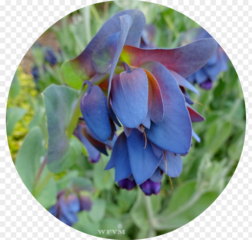 Purple Bluebonnet Petal PNG