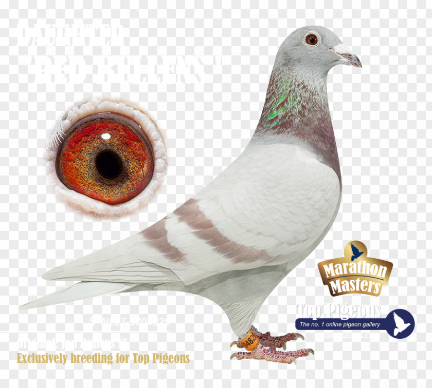 Gravelines Pigeons And Doves Blog Skyrock .com PNG