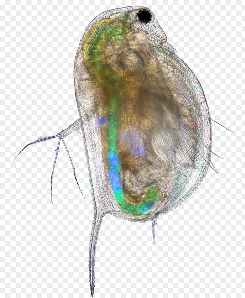 Insect Common Water Fleas Microplastics Science PLOS One PNG