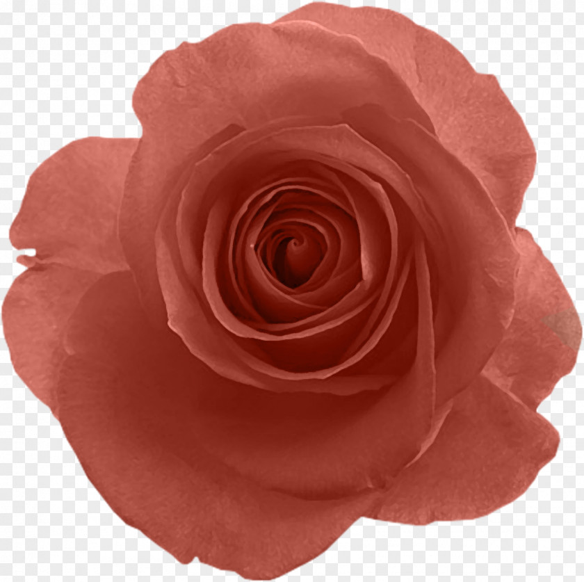 Pink Beach Rose Cut Flowers Desktop Wallpaper Dia Dos Namorados PNG