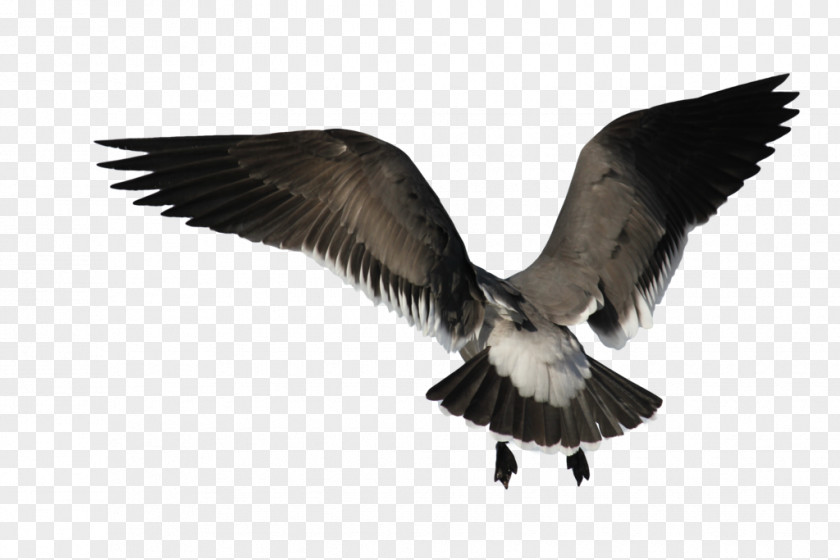Seagull Bird Angel Wing PNG