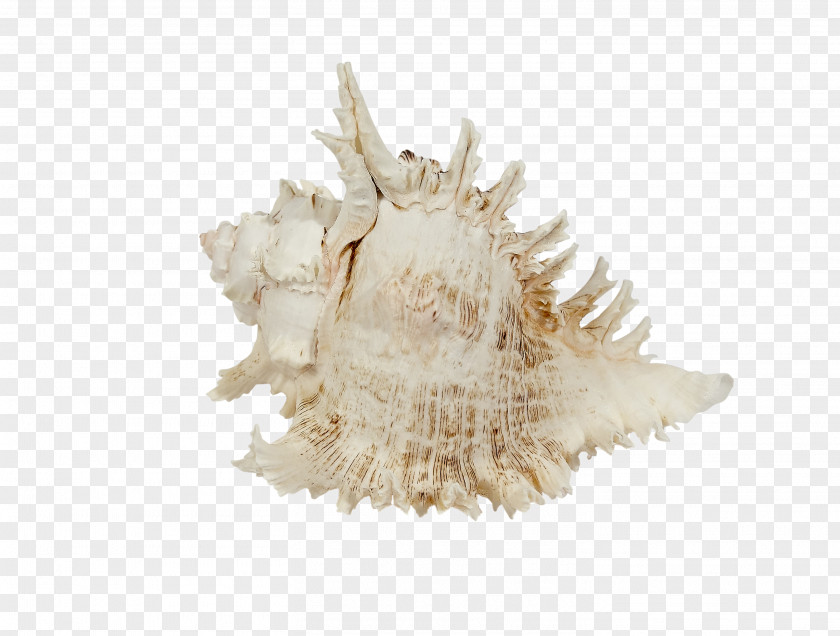 Seashell Murex Sea Snail Shore PNG