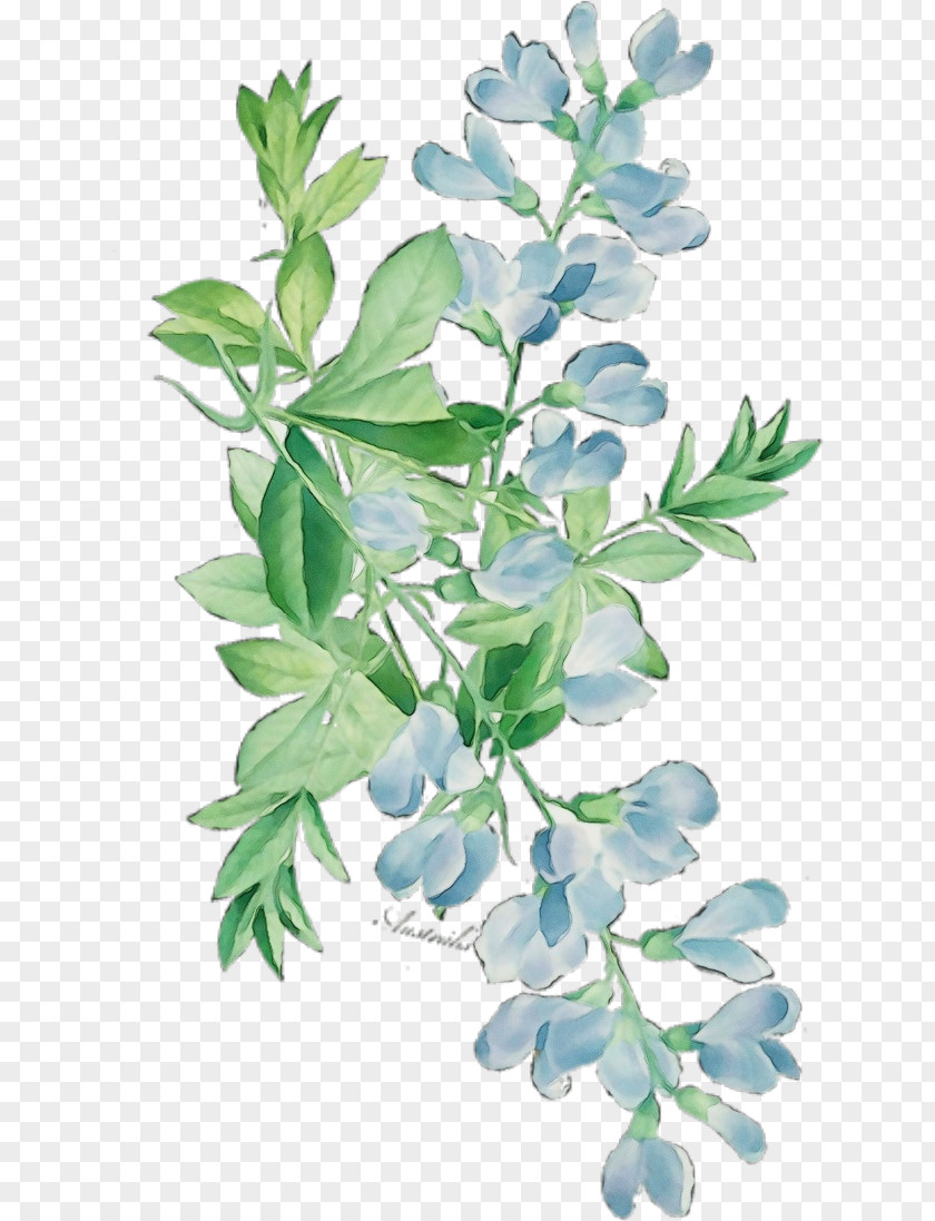 Twig Herb Watercolor Flower Background PNG