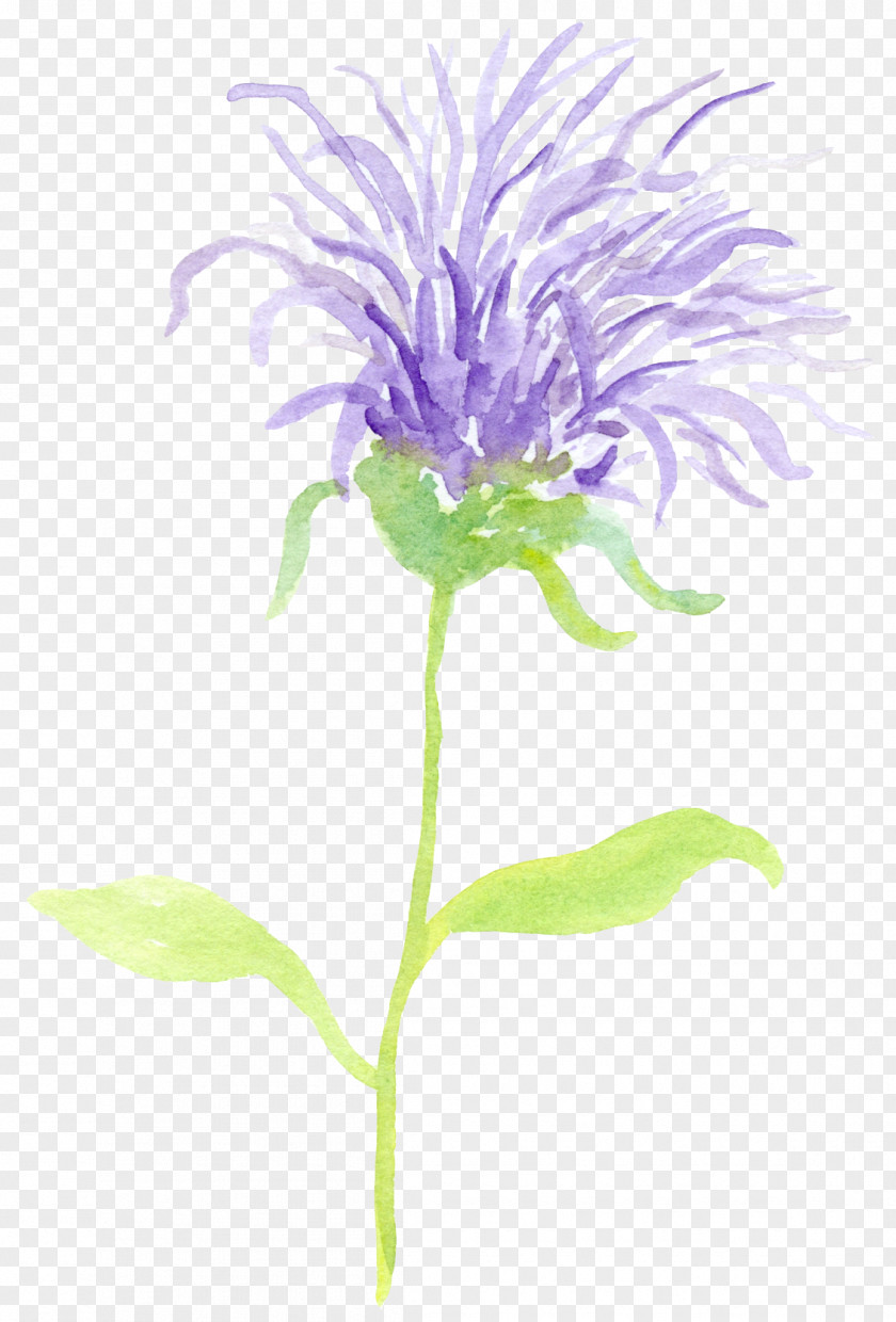 Book Milk Thistle Outlander Car PNG