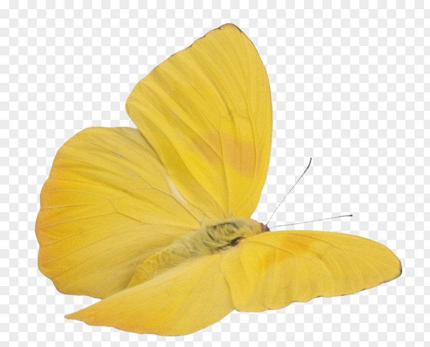 Butterfly Insect Cloudless Sulphur Yellow Image PNG