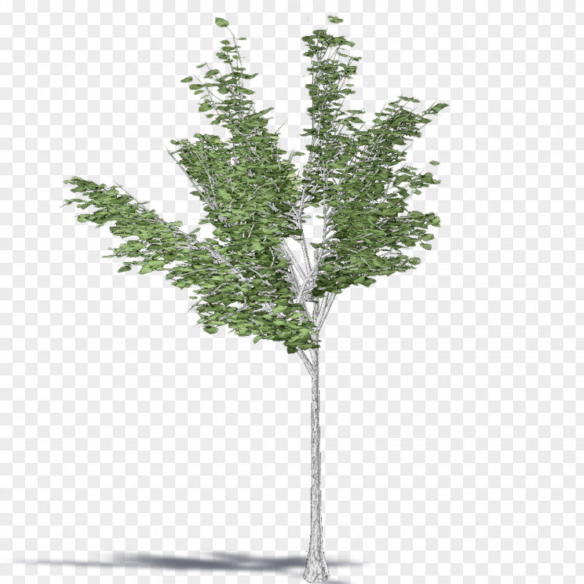 Leaf Twig Pine Shrub Plant Stem Evergreen PNG