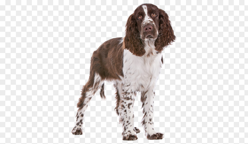 Springer Spaniel Field English Welsh French Drentse Patrijshond PNG