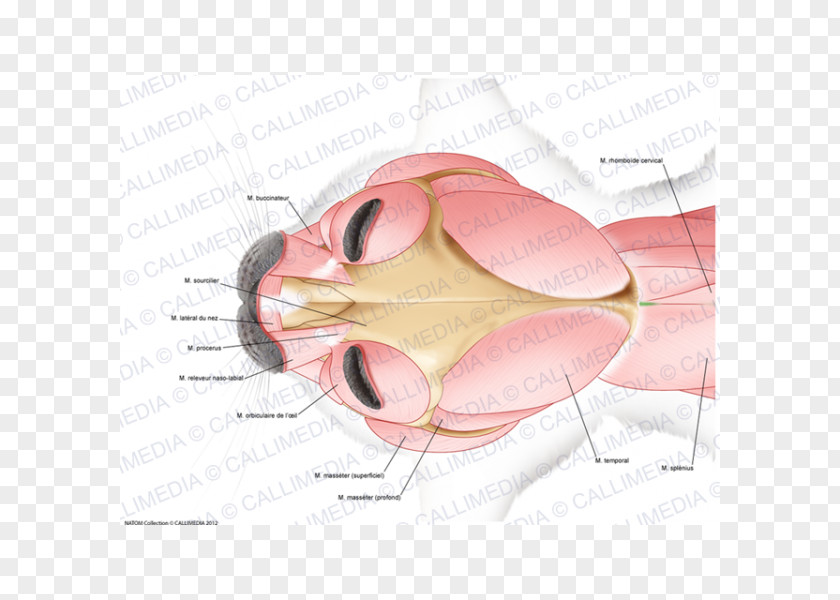 Anatomy Neck Head Muscular System Muscle PNG