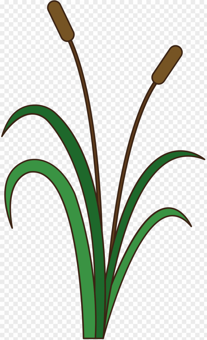 Clip Art Grasses Plant Stem Line Product PNG