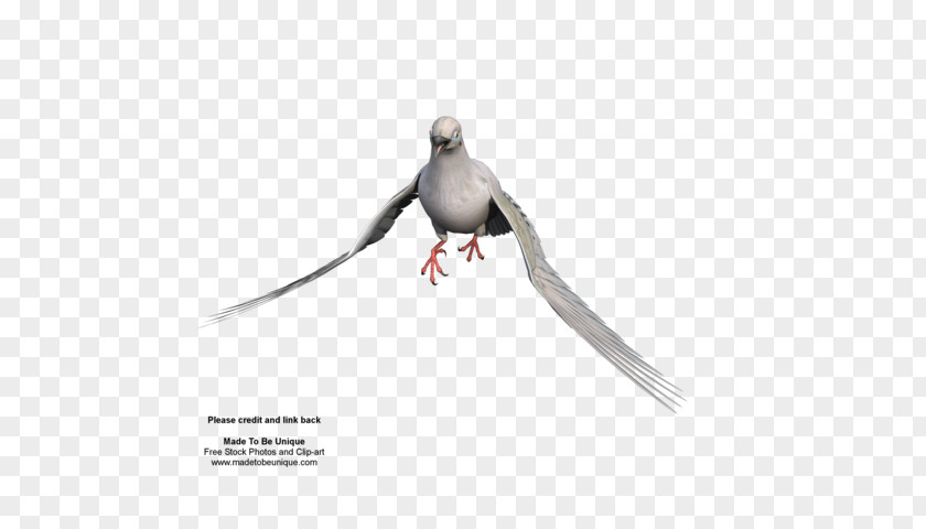 Feather Beak Fauna PNG