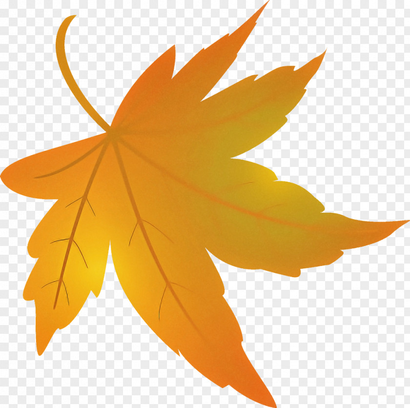 Maple Leaf Fallen Dead PNG