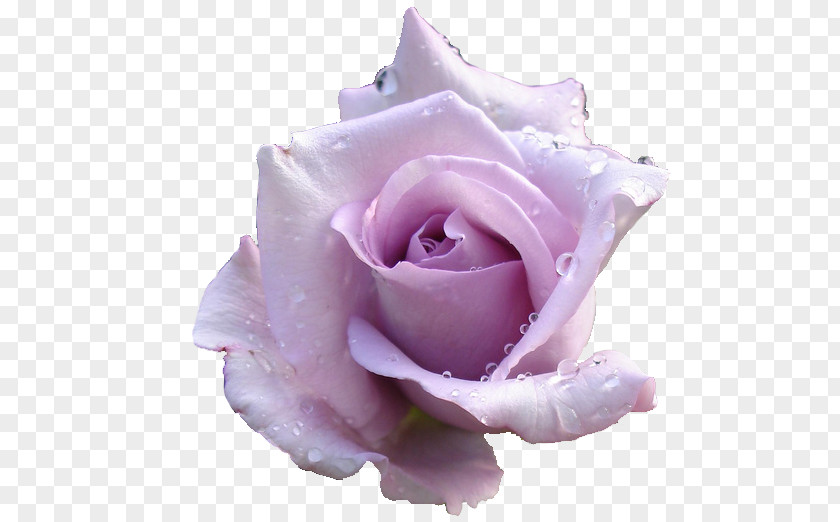 Baby Breath Flower Rose Clip Art Lavender Desktop Wallpaper Pink PNG