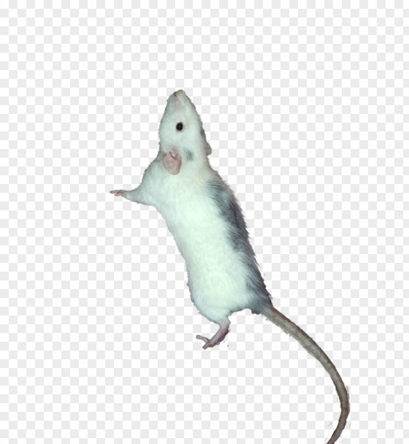 Computer Mouse Fauna Tail PNG