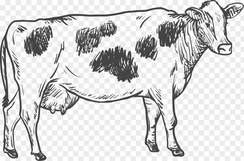 Dairy Cow Cattle Drawing Illustration PNG