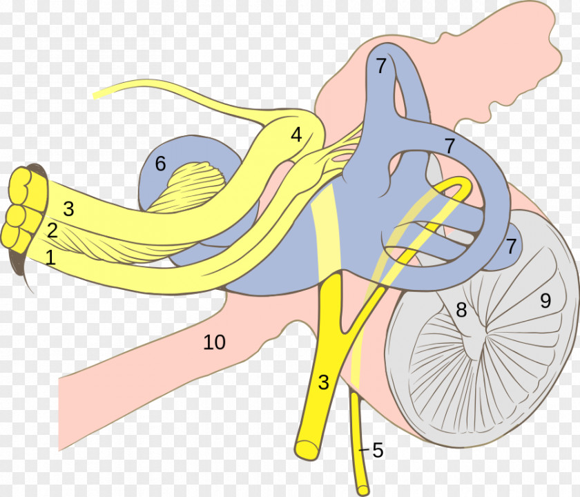 Ears Geniculate Ganglion Facial Nerve Cranial Nerves PNG
