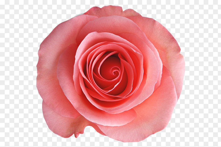 Flower Garden Roses China Rose Cabbage Floribunda Pink PNG