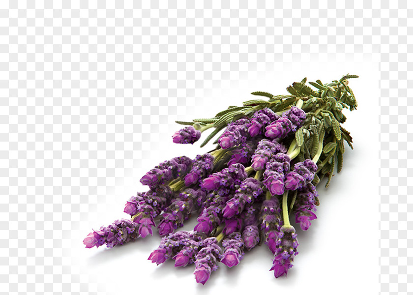 Fragrant English Lavender Glade Air Fresheners Perfume BEST CHOICE CO.,LTD PNG