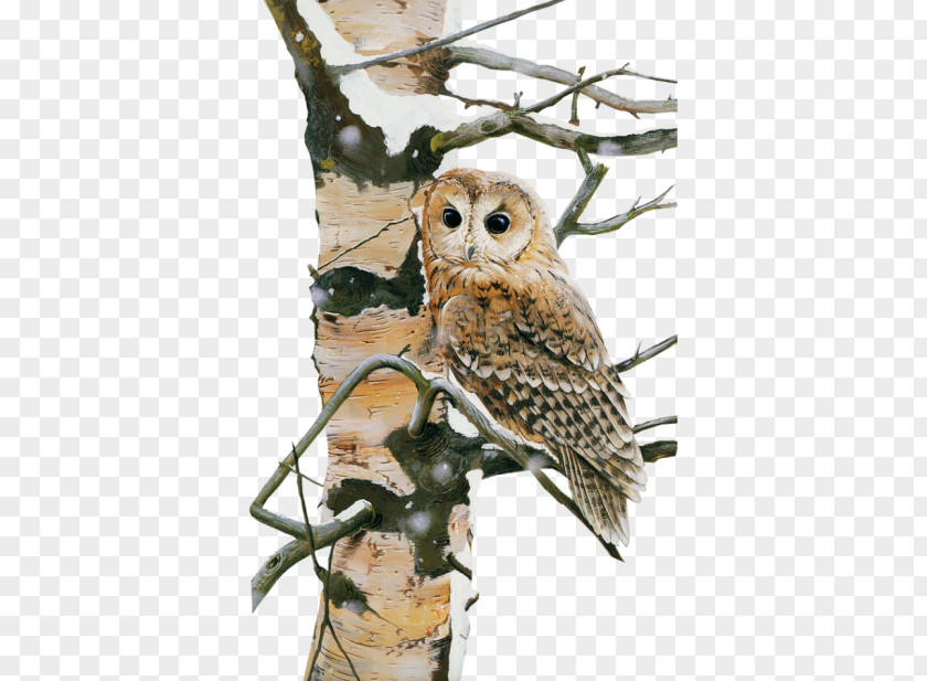 Owl Bird Nocturnality PNG