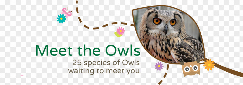 Owls The Secret Owl Garden Bird Of Prey World PNG