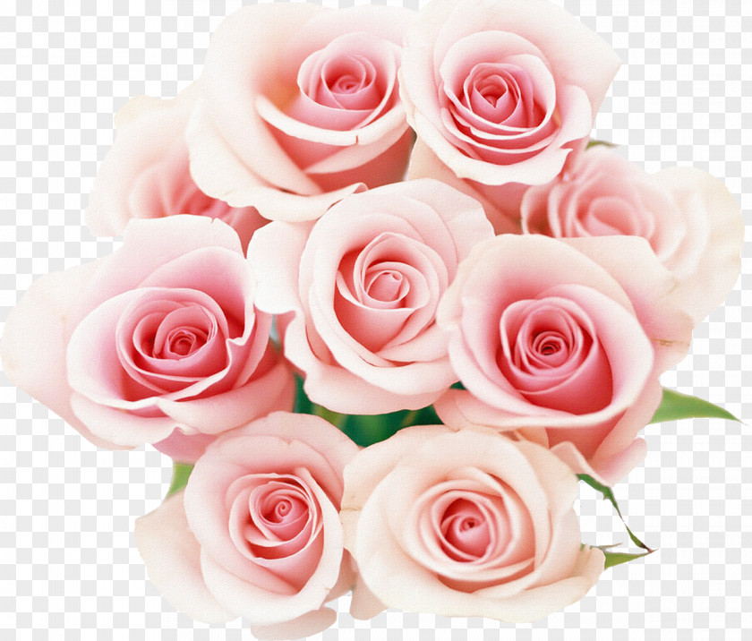 Pink And Blue Flowers Rose Desktop Wallpaper Flower PNG