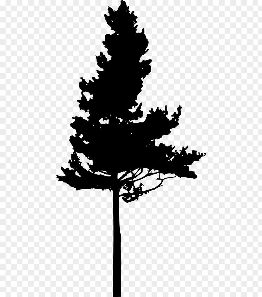 Silhouette Eastern White Pine Pinus Nigra Tree PNG
