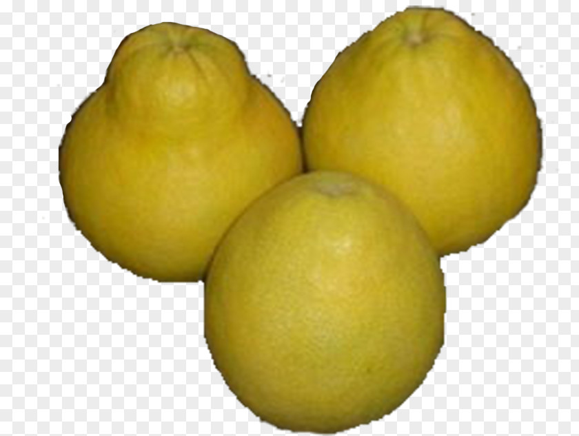 The Native Green Grapefruit Sweet Lemon Pomelo Citrus Junos PNG