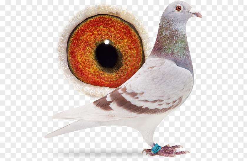 Bird Pigeons And Doves Homing Pigeon Racing Homer Beak PNG