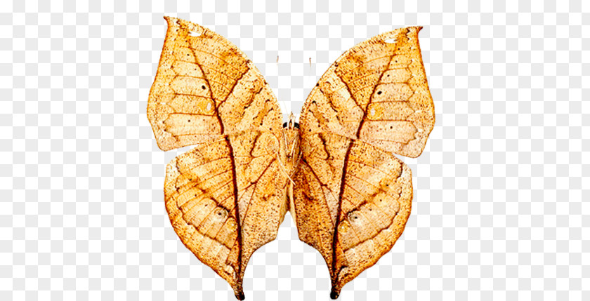 Butterfly Moth Insect Orange Oakleaf Coat PNG