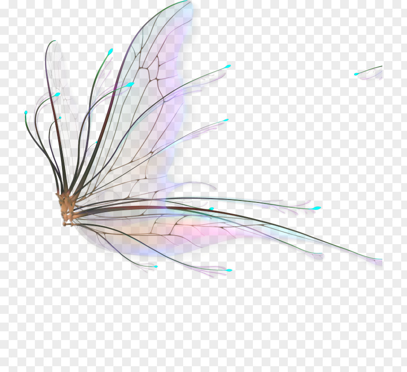 Butterfly Wing Background Tinker Bell Fairy Image Clip Art PNG
