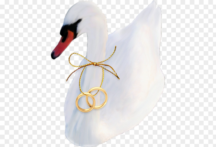 Duck Cygnini Goose Bird Beak PNG