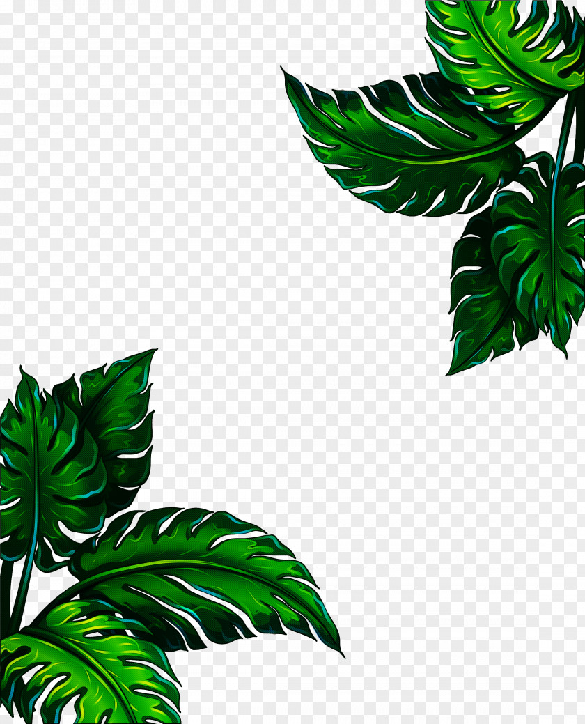 Fern PNG