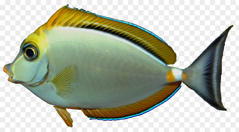 Fish Marine Biology Animal Clip Art PNG