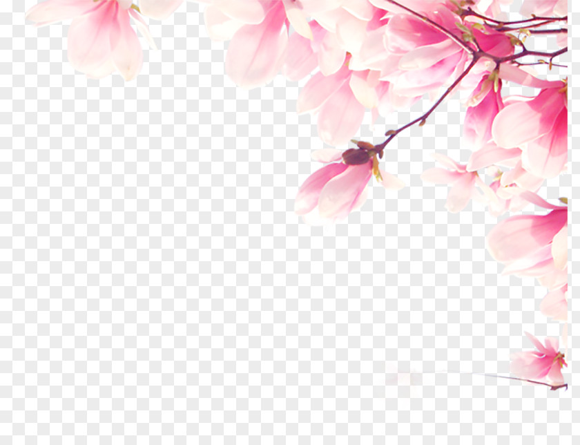 Flowers Adobe Illustrator TIFF PNG