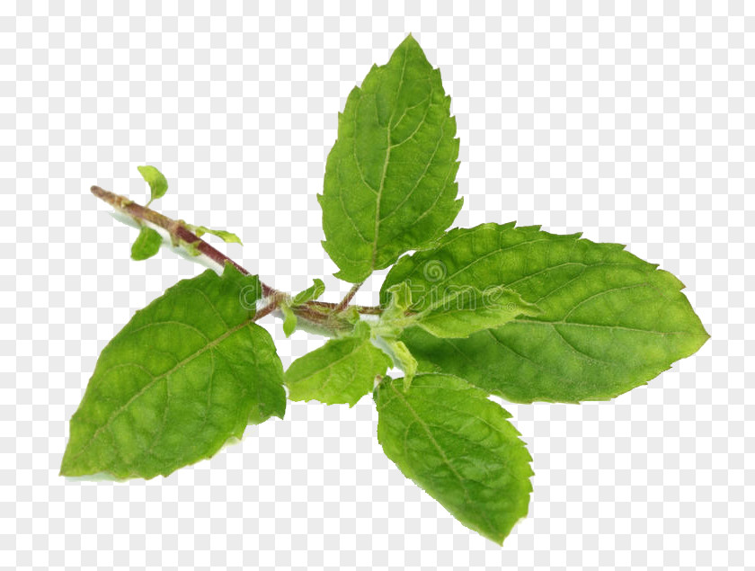 Siberian Elm Mint Leaf Flower Plant Herb Tree PNG