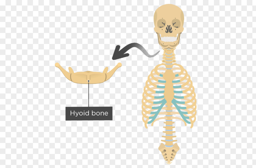 Skeleton Clavicle Human Axial Body Anatomy PNG