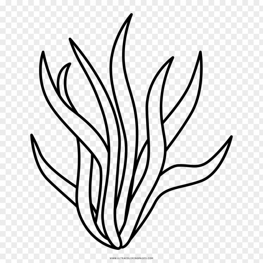 Symbol Herbaceous Plant Flower Line Art PNG