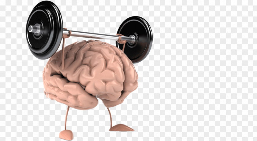 Brain Exercise Cognitive Training Human CrossFit Wonderland Body PNG