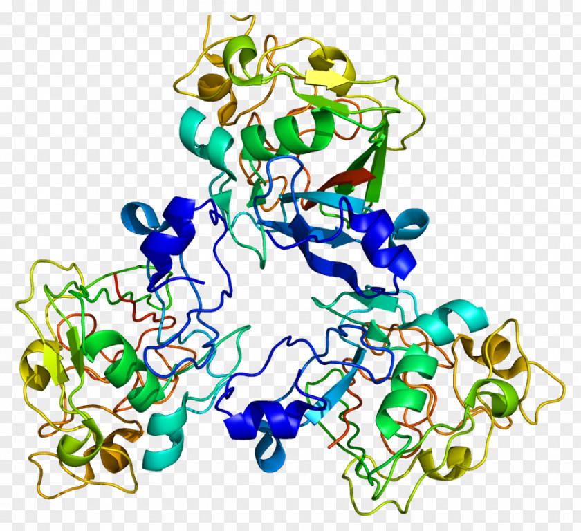 FCN3 Human Gene Protein Ficolin PNG