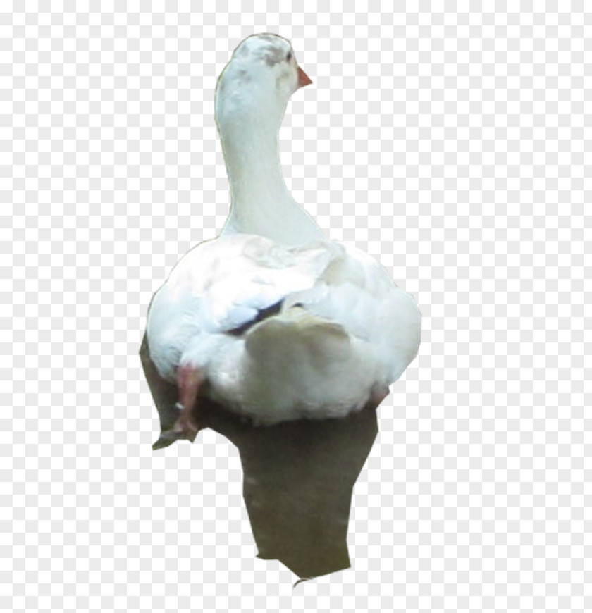 Ji In Cho Duck Goose Fauna Feather Beak PNG