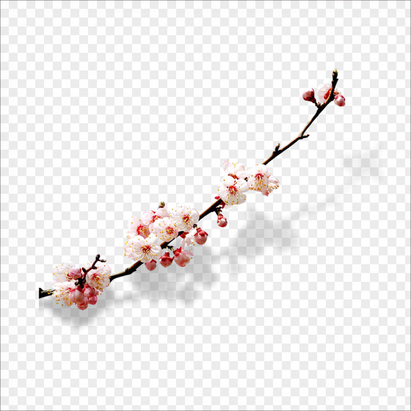 Plum Flower Cherry Blossom Watercolor Painting PNG