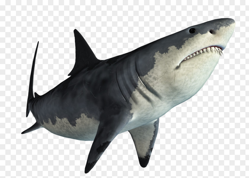 Shark Tiger Great White Web Browser PNG