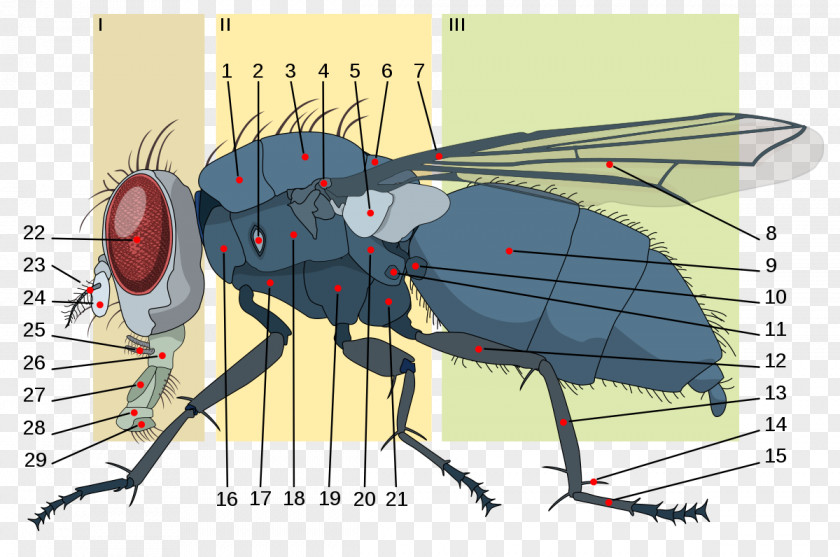 Anatomy Housefly Insect Brachycera Metathorax PNG