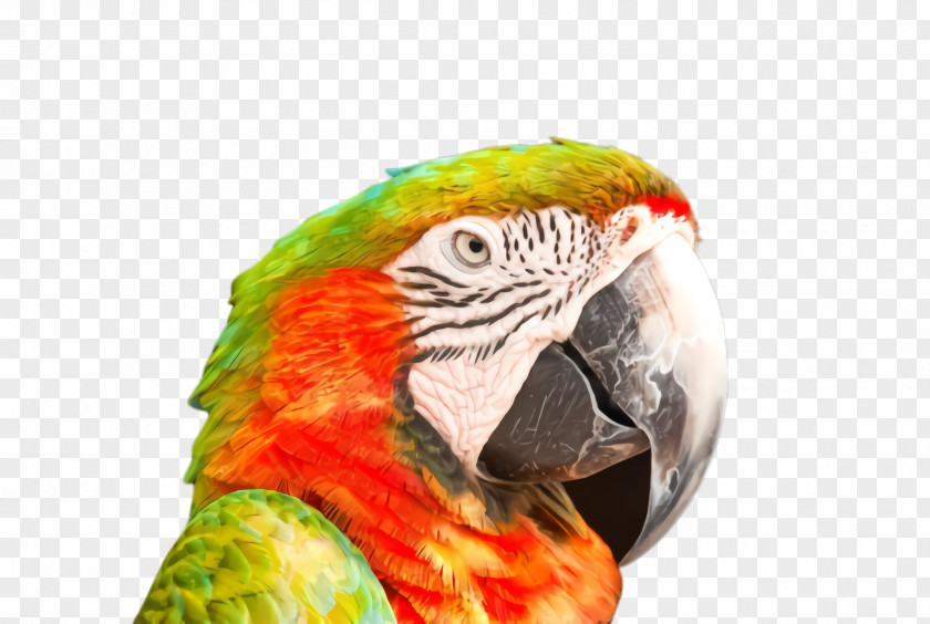 Budgie Perico Colorful Background PNG