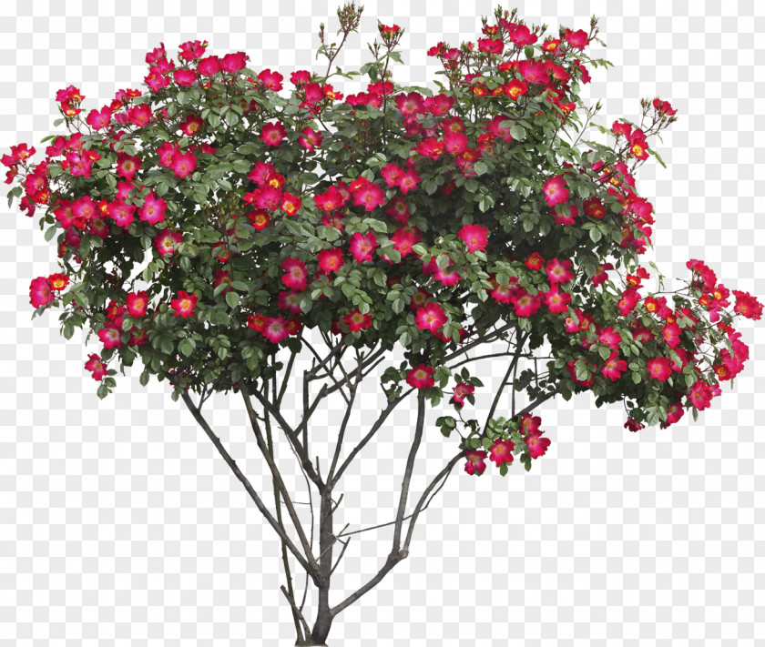 Bush Image Flower Tree Rose Clip Art PNG