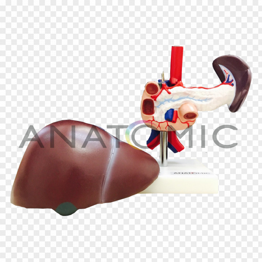 Cerebro Digital Pancreas Gallbladder Duodenum Liver Human Digestive System PNG