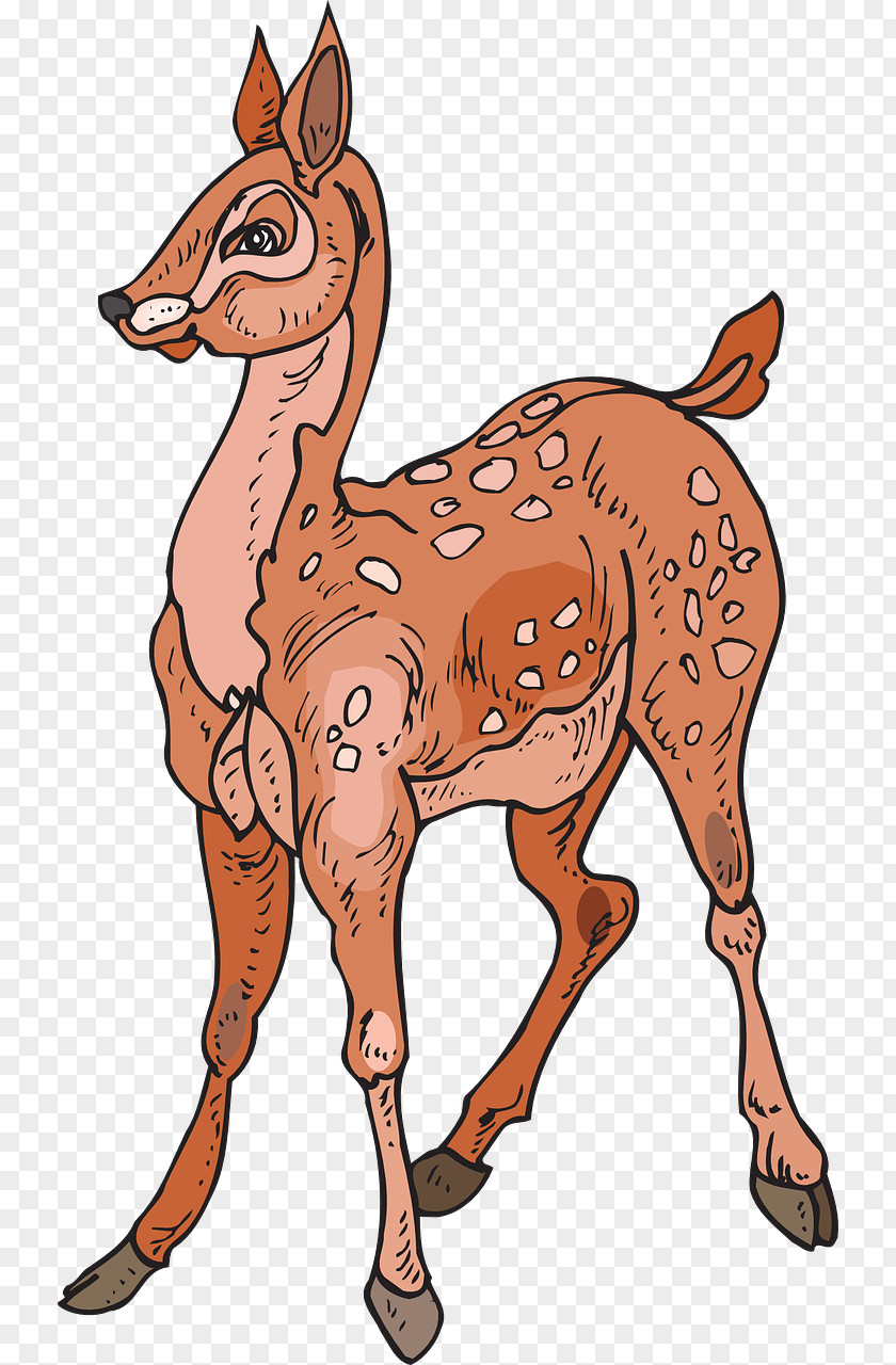 Deer White-tailed Red Elk Clip Art PNG