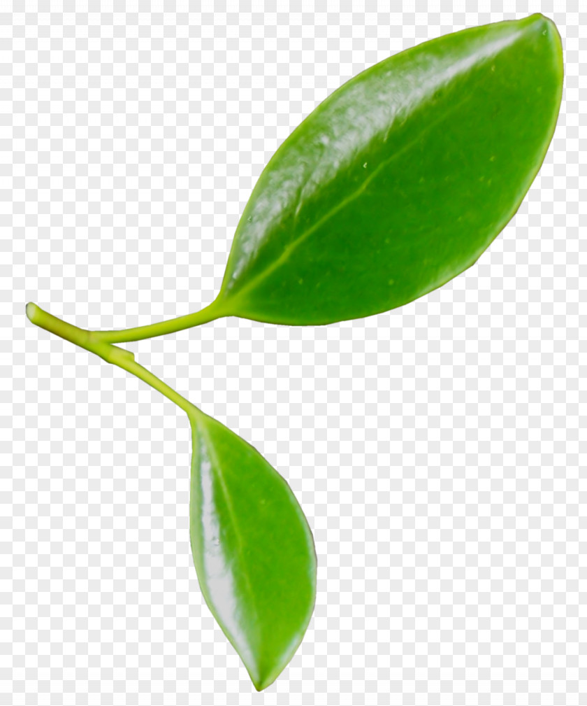 Leaf Plant Stem Clip Art PNG