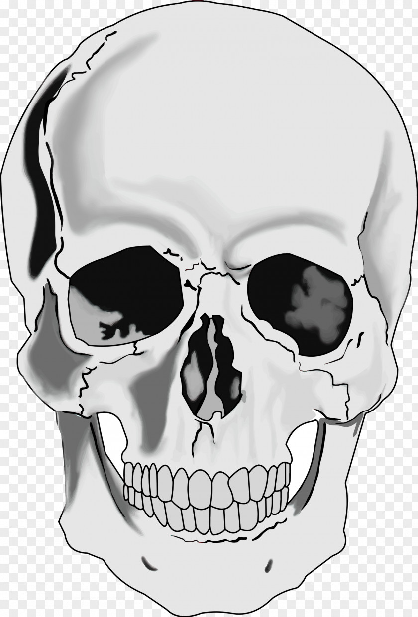 Skull Human Skeleton Head Clip Art PNG