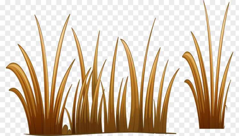 Yellow Grass Download PNG