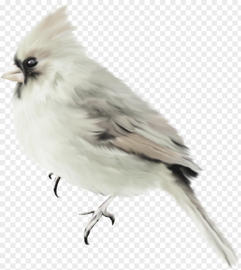Brown Cute Bird Finch Parrot Feather PNG